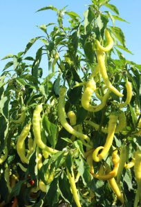 Sweet Feferoni F1 paprika